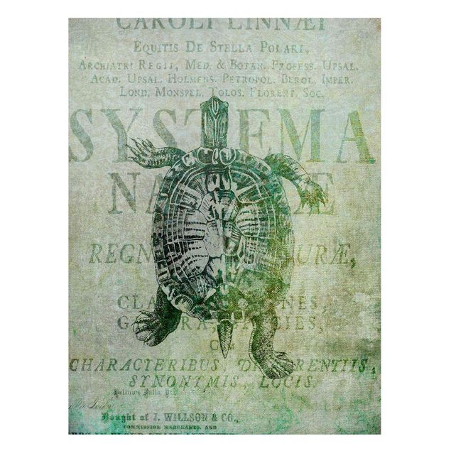 Magnetic memo board - Vintage Collage - Antique Turtle