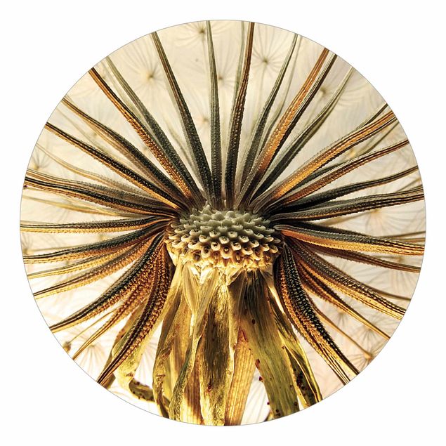 Self-adhesive round wallpaper - Dandelion Close Up