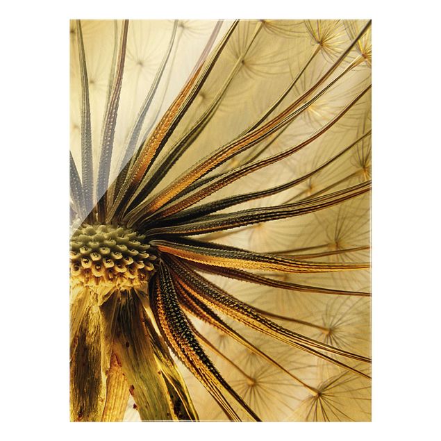 Glass print - Dandelion Close Up - Portrait format