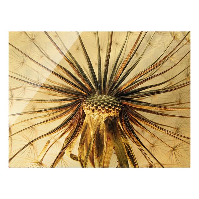 Glass print - Dandelion Close Up - Landscape format