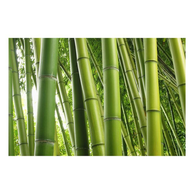 Splashback - Bamboo Trees