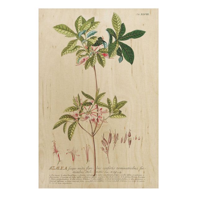 Print on wood - Vintage Botanical Illustration Azalea