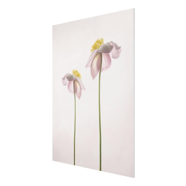 Forex print - Pink Anemone Blossoms