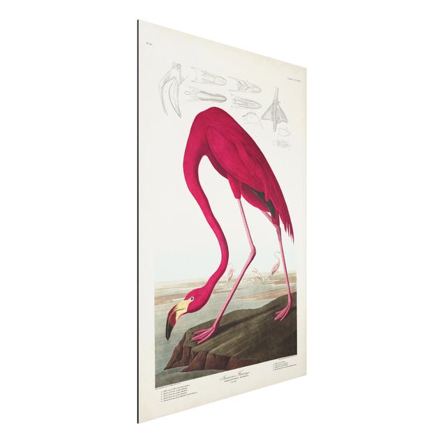 Alu dibond Vintage Board American Flamingo