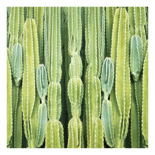 Glass Splashback - Cactus Wall - Square 1:1