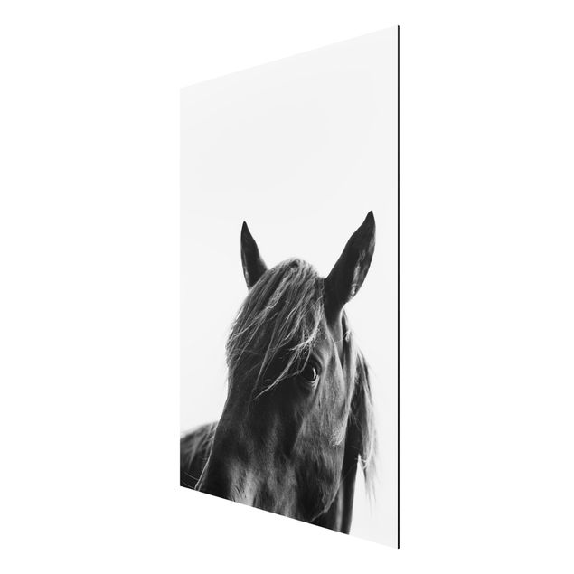 Alu-Dibond print - Curious Horse