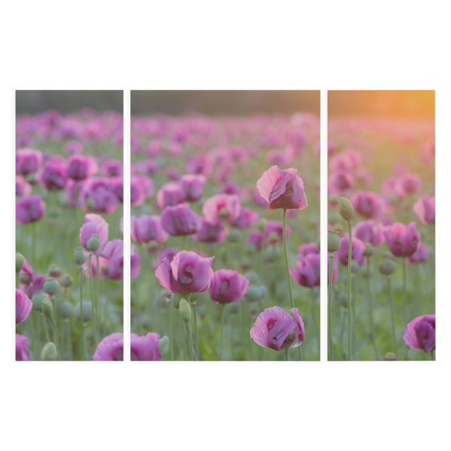 Print on canvas 3 parts - Purple Poppy Flower Meadow In Spring