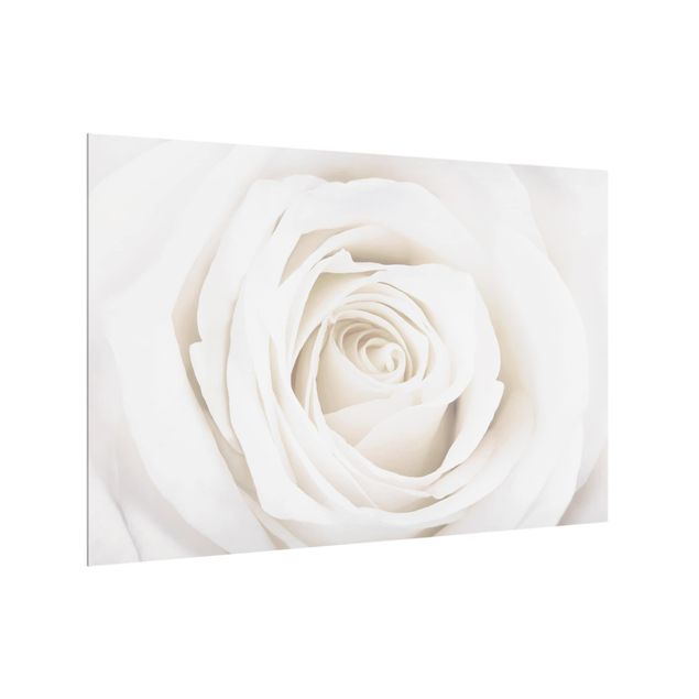 Splashback - Pretty White Rose