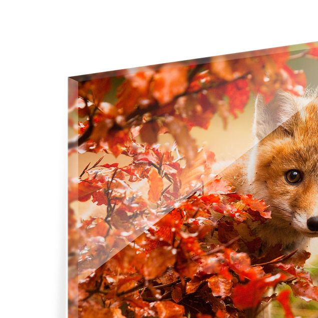 Splashback - Fox In Autumn