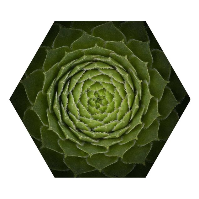 Wooden hexagon - Mandala Succulent