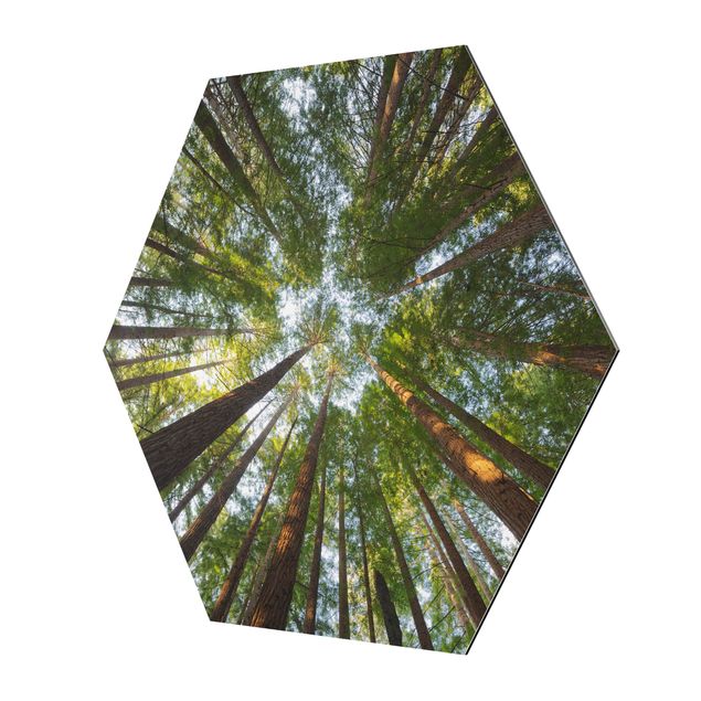 Alu-Dibond hexagon - Sequoia Tree Tops