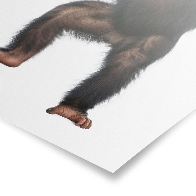 Poster animals - Jolly Monkey