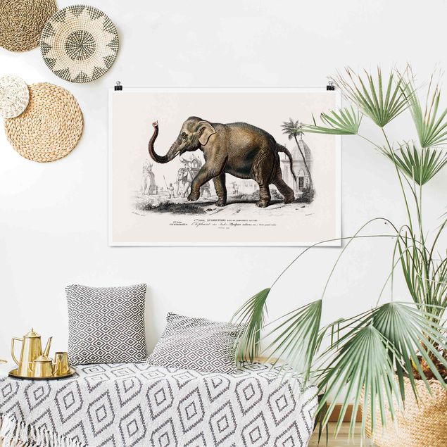 Poster - Vintage Board Elephant
