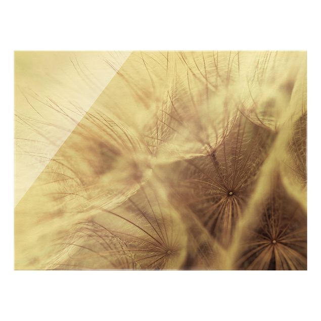 Glass print - Detailed Dandelion Macro Shot With Vintage Blur Effect - Landscape format