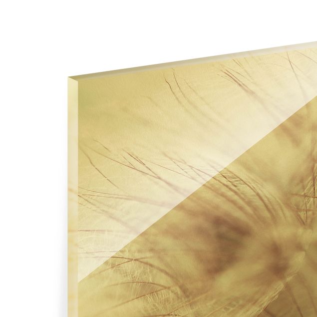 Glass print - Detailed Dandelion Macro Shot With Vintage Blur Effect - Square