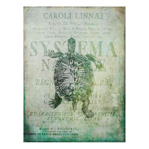 Print on forex - Vintage Collage - Antique Turtle