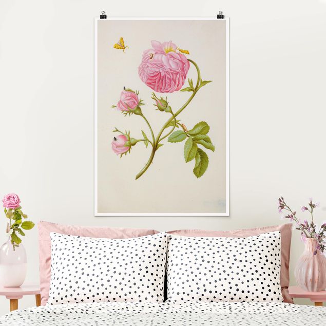 Poster art print - Anna Maria Sibylla Merian - Wild Rose With Gracillariidae