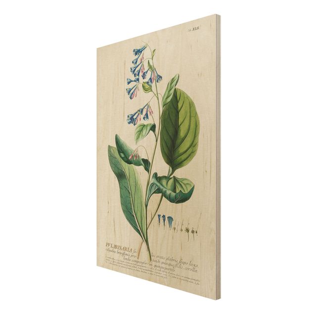 Print on wood - Vintage Botanical Illustration Lungwort