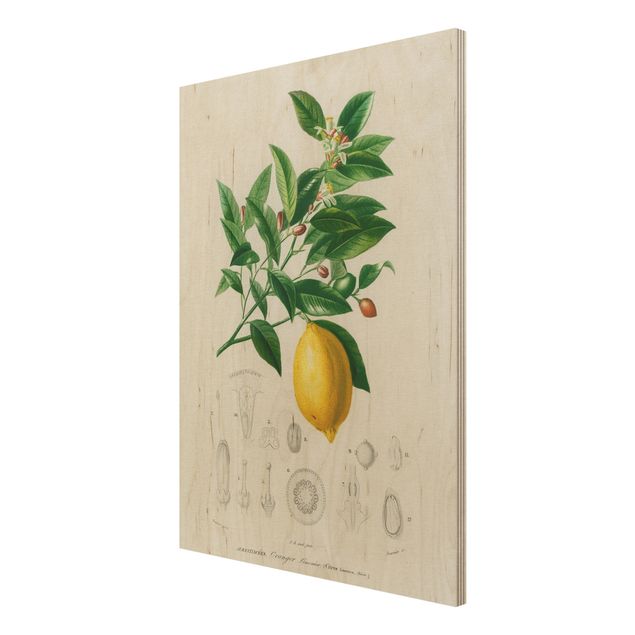 Print on wood - Botany Vintage Illustration Of Lemon