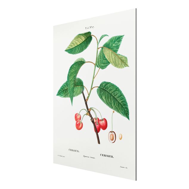 Print on aluminium - Botany Vintage Illustration Red Cherries