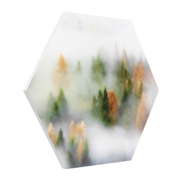 Forex hexagon - Cloud Forest In Autumn