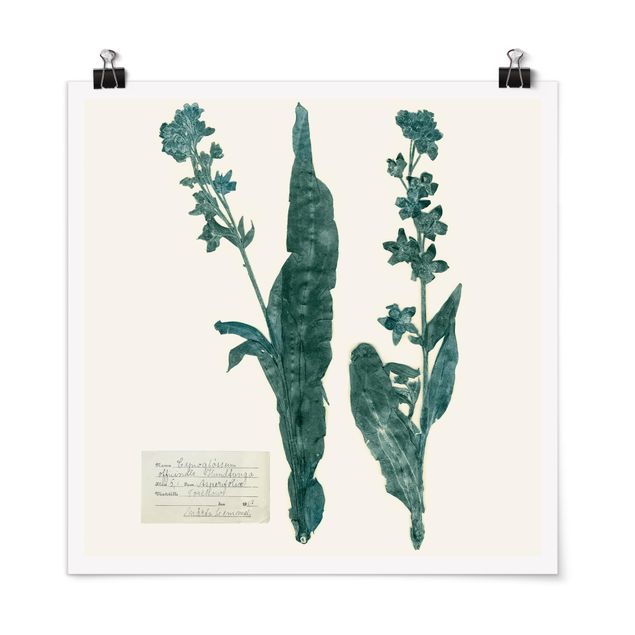 Poster - Pressed Flowers - Hound's Tongue