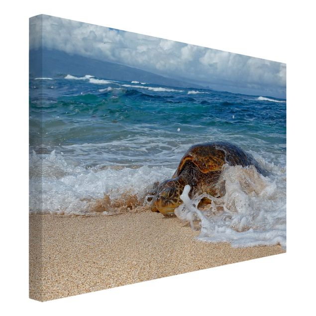 Print on canvas - The Turtle Returns Home - Landscape format 4:3