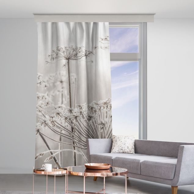 made to measure curtains Umbel Covered In Hoarfrost