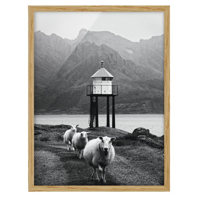 Framed poster - Three Sheep On the Lofoten