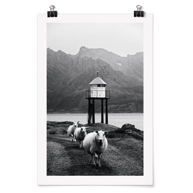 Poster - Three Sheep On the Lofoten