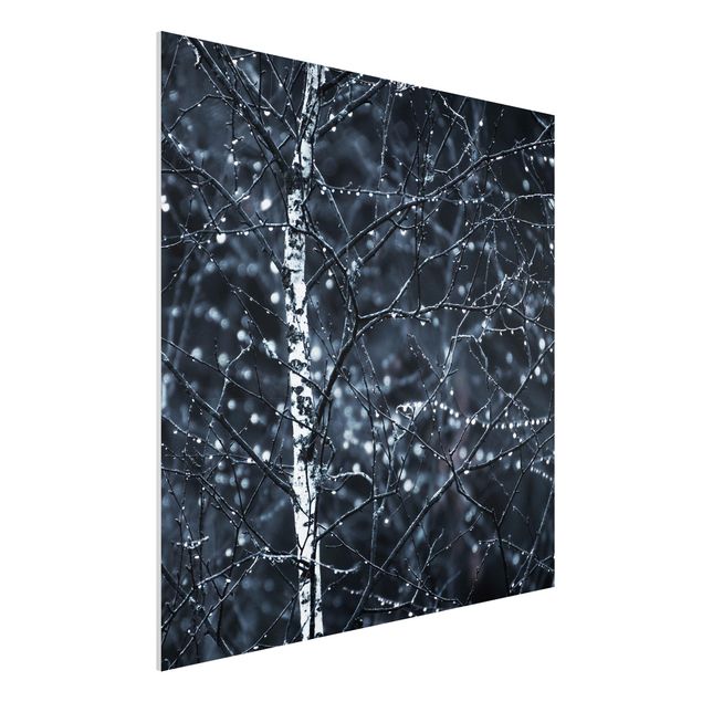 Print on forex - Dark Birch Tree In Cold Rain - Square 1:1