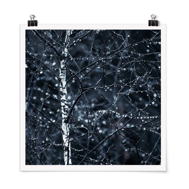 Poster - Dark Birch Tree In Cold Rain
