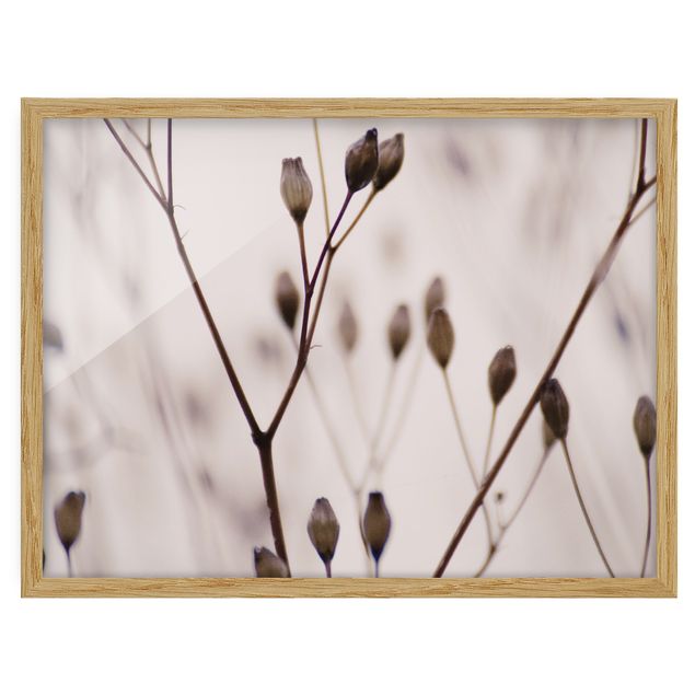 Framed poster - Dark Buds On Wild Flower Twig