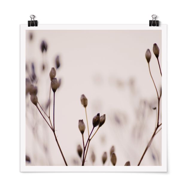 Poster - Dark Buds On Wild Flower Twig