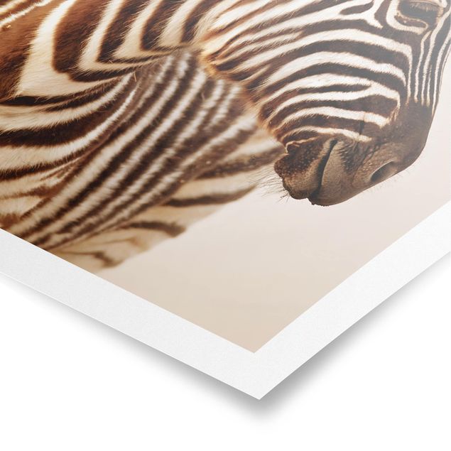 Poster animals - Zebra Baby Portrait