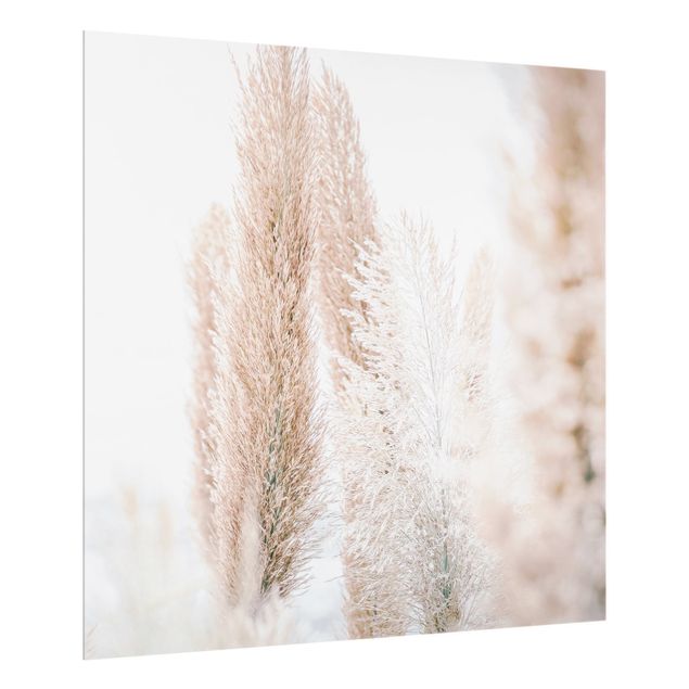 Splashback - Pampas Grass In White Light - Square 1:1