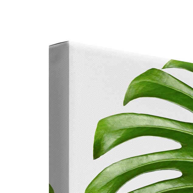 Print on canvas - Monstera And Rubber Tree