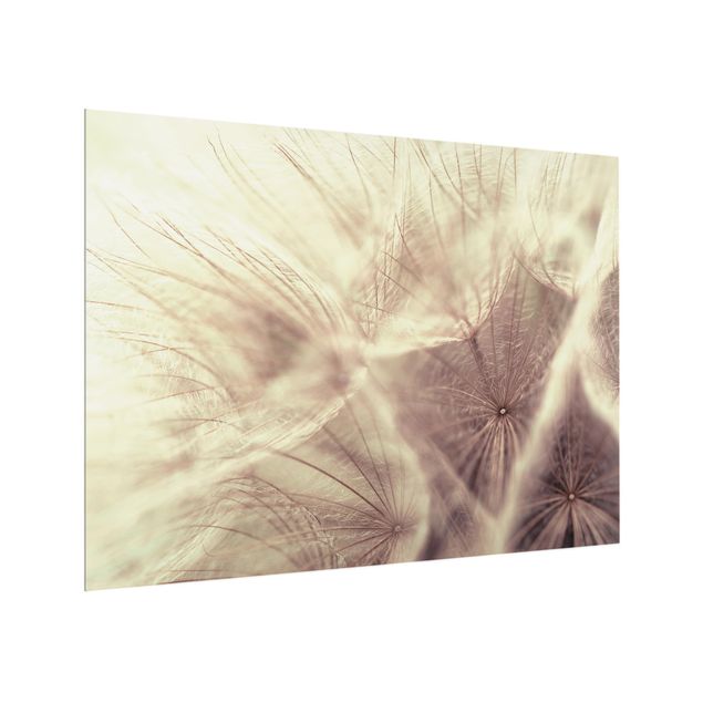 Glass Splashback - Detailed Dandelion Macro Shot With Vintage Blur Effect - Landscape 3:4