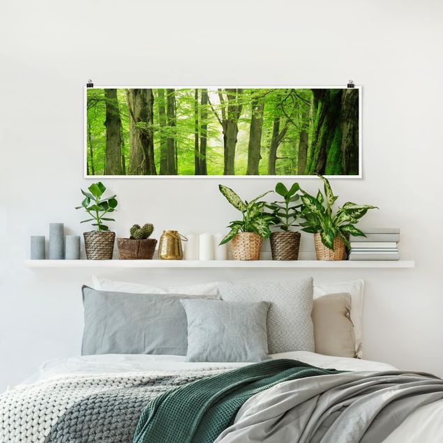 Panoramic poster forest - Mighty Beech Trees
