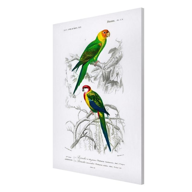 Magnetic memo board - Vintage Wall Chart Two Parrots Green Red