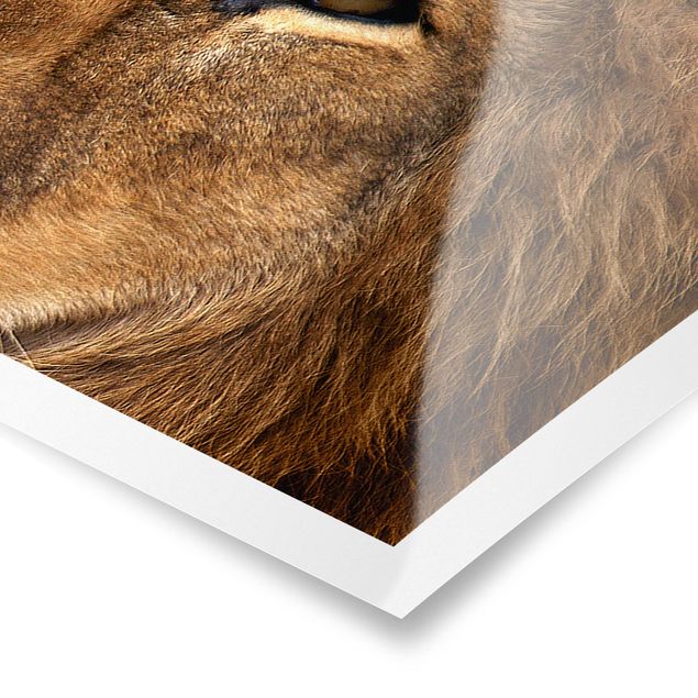 Panoramic poster animals - Lion's Gaze