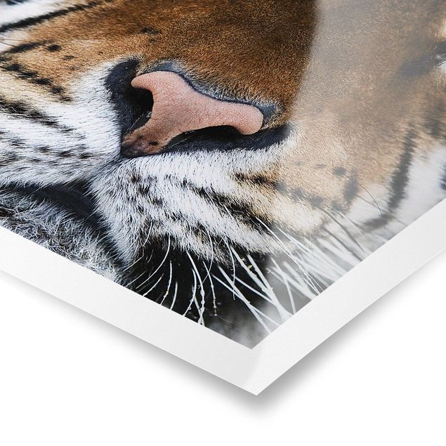 Poster - Tiger Eyes