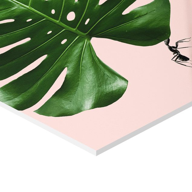 Forex hexagon - Ant With Monstera Leaf