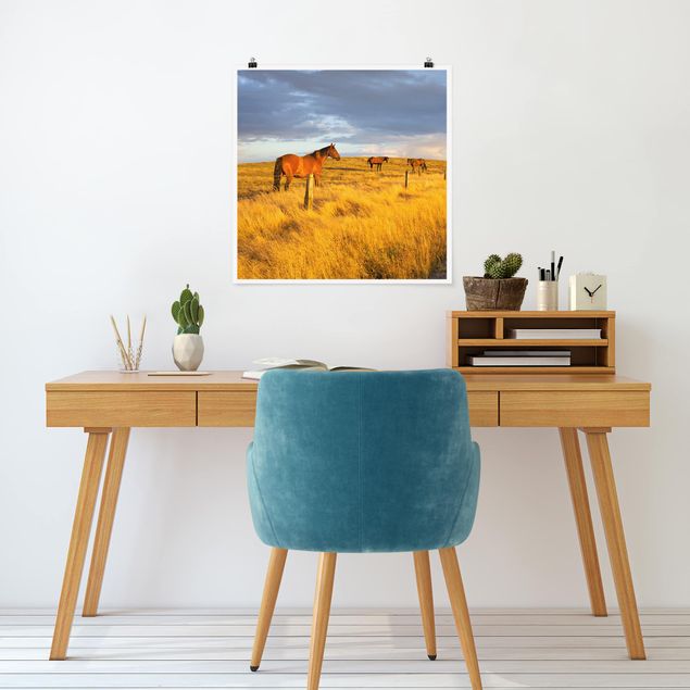 Poster - Field Road And Horse In Evening Sun