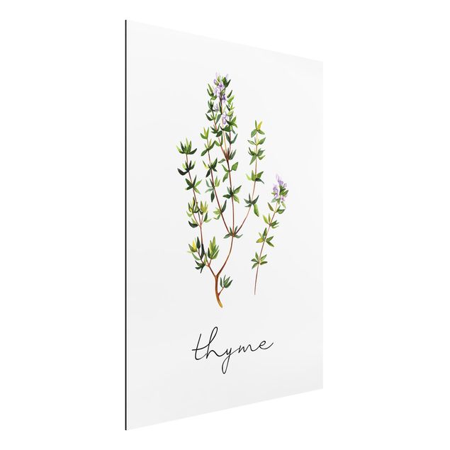 Alu dibond Herbs Illustration Thyme
