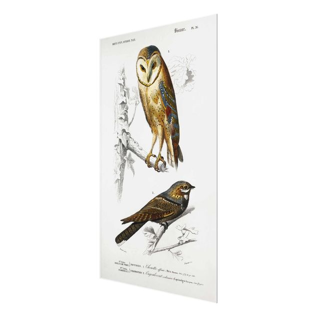 Glass print - Vintage Board Owl And Swallow