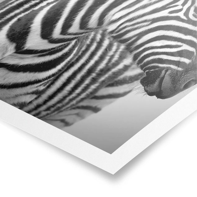 Poster animals - Zebra Baby Portrait II