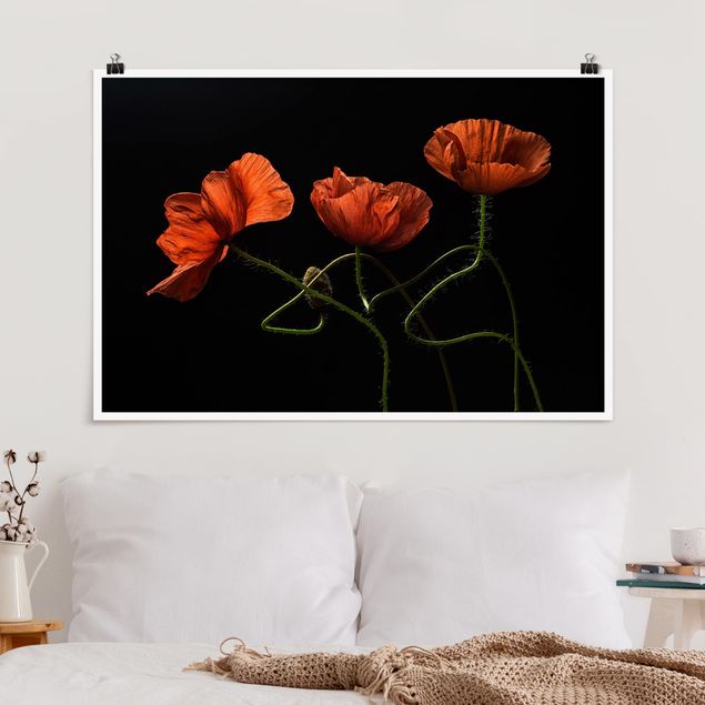 Poster - Poppies At Midnight
