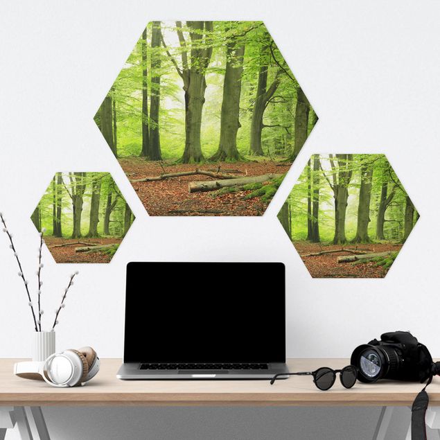 Forex hexagon - Mighty Beech Trees