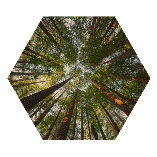 Wooden hexagon - Sequoia Tree Tops